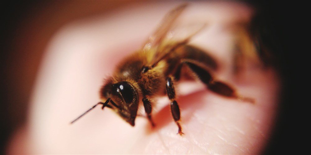 Женщина умерла, пытаясь лечить мышечную боль пчелиным ядом