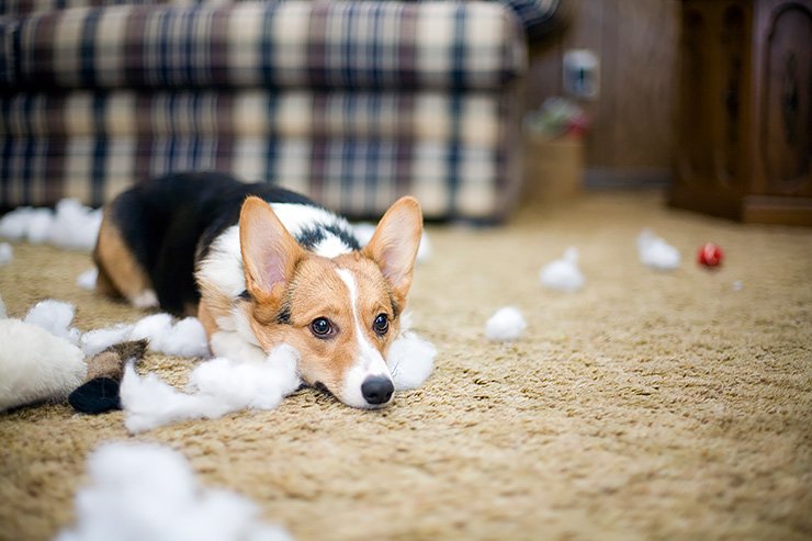 Как сохранить чистоту, если в доме живет собака